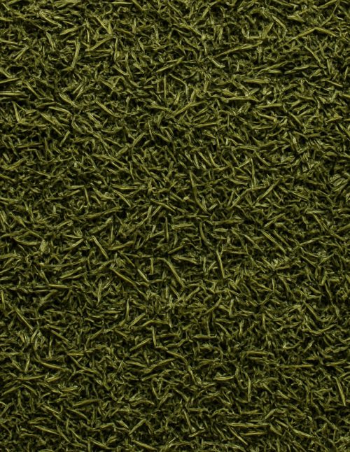 Aneth en feuilles - Dion Herbes et Épices