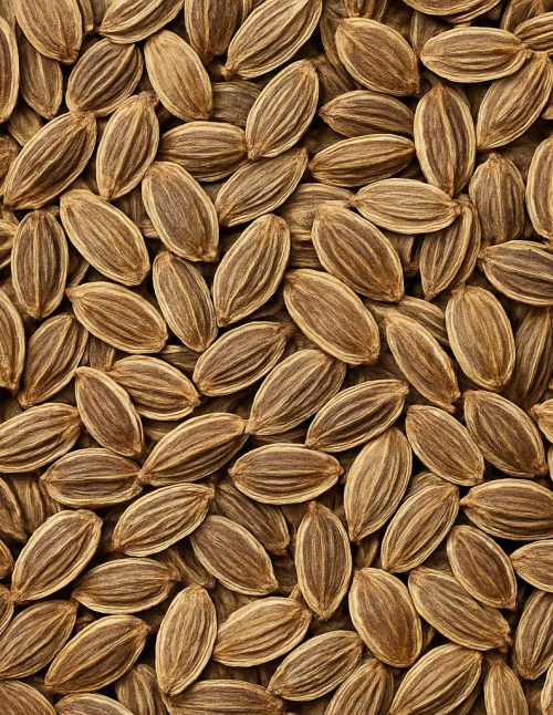 Aneth en graines - Dion Herbes et Épices