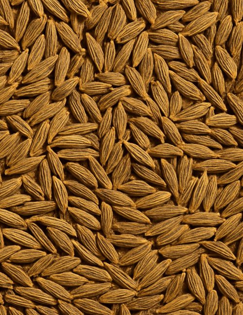 Carvi en graines biologique - Dion Herbes et Épices