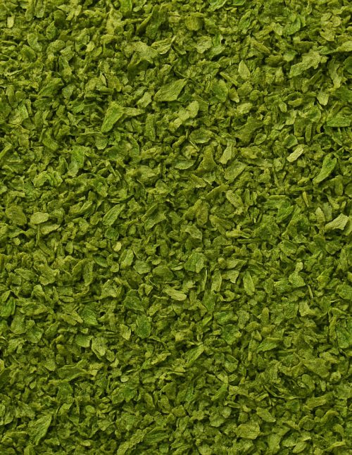 Coriandre en feuilles cilantro() - Dion Herbes et Épices