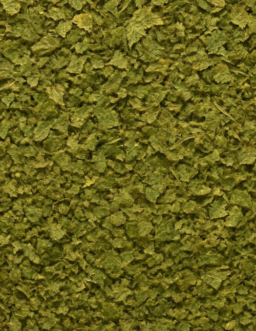 Coriandre en feuilles cilantro biologique - Dion Herbes et Épices