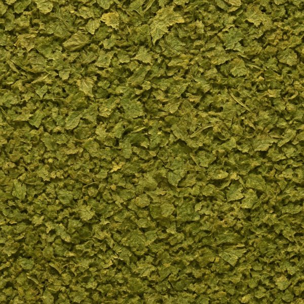 Coriandre en feuilles cilantro biologique - Dion Herbes et Épices