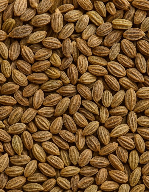 Céleri en graines - Dion Herbes et Épices