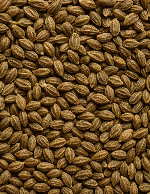 Céleri en graines biologique - Dion Herbes et Épices