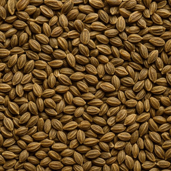 Céleri en graines biologique - Dion Herbes et Épices