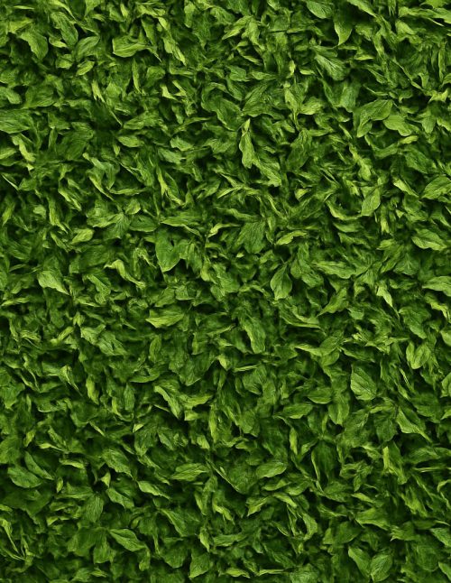 Persil - Dion Herbes et Épices