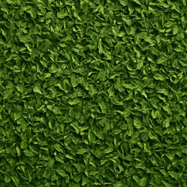 Persil - Dion Herbes et Épices